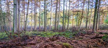 mehrschichtiges Waldpanorama von Erwin Pilon