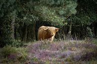 Schotse hooglander koe op de bloeiende heide van het Scharreveld van KB Design & Photography (Karen Brouwer) thumbnail