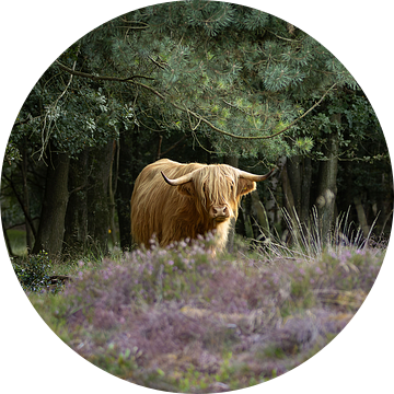 Schotse hooglander koe op de bloeiende heide van het Scharreveld van KB Design & Photography (Karen Brouwer)