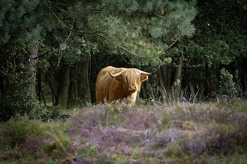 Vache écossaise sur la lande fleurie du Scharreveld