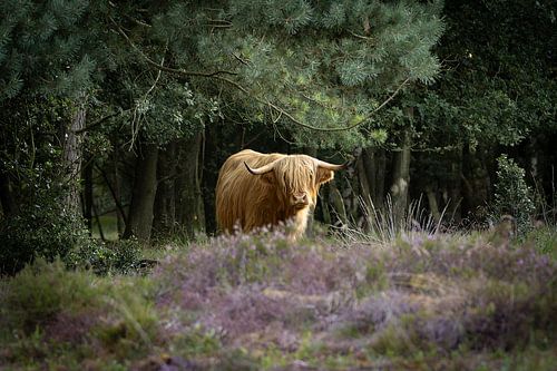Schotse hooglander koe op de bloeiende heide van het Scharreveld