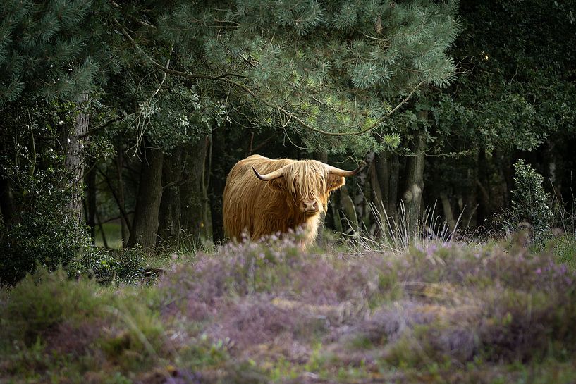 Schotse hooglander koe op de bloeiende heide van het Scharreveld van KB Design & Photography (Karen Brouwer)