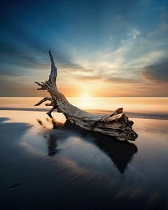 Holz am Meer