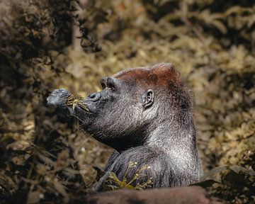Silverback Gorilla by Lynn Meijer