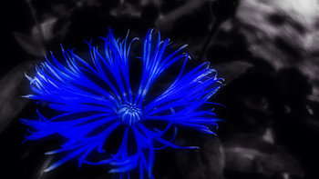 Blue dream 