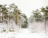 De weg door de winter van Nando Harmsen thumbnail