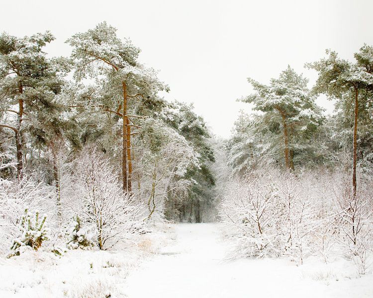 The road through winter by Nando Harmsen