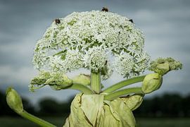 Berenklauw in volle bloei