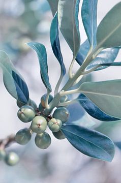 Blauwe bladeren van Violetta Honkisz
