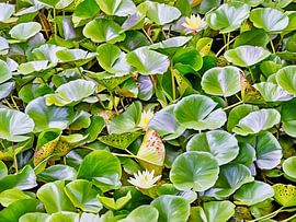 Serene waterlelie-pads