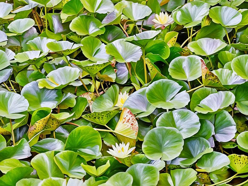 Serene Water Lily Pads by Sergio Pazzano