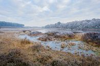 Frozen morning by Johan Vanbockryck thumbnail