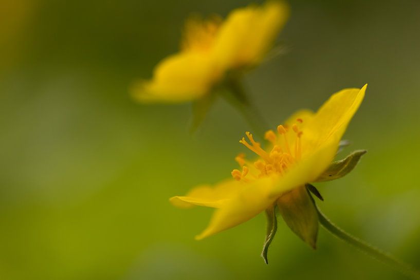 Waldsteinia geoides by Michel Vedder Photography