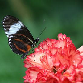 Cydno aile longue sur Matthias Brix