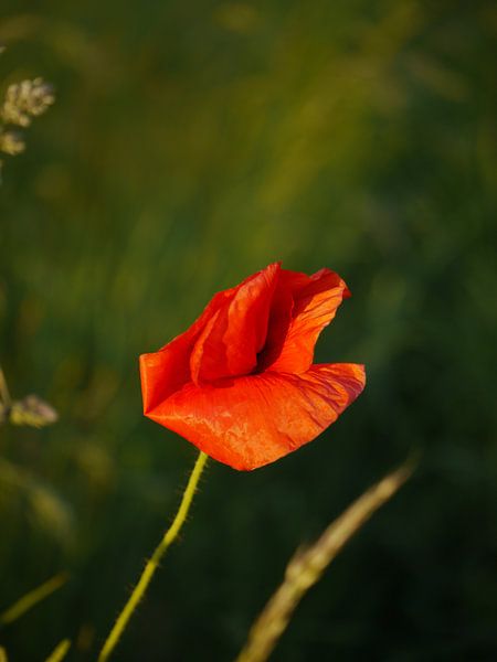 Mohn Abendsonne von Anouk Beunen