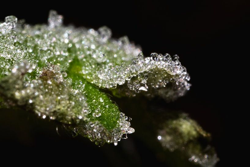 Green leaf with snow crystals by Anne Ponsen