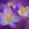 Bloeiende paarse krokussen van Annika Westgeest Photography
