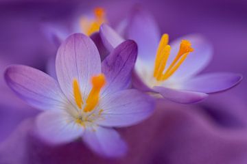 Bloeiende paarse krokussen van Annika Westgeest Photography