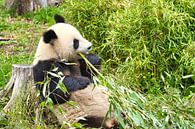 Reuzenpanda die bamboe eet. De bedreigde beer uit Azië met zwarte van Martin Köbsch thumbnail