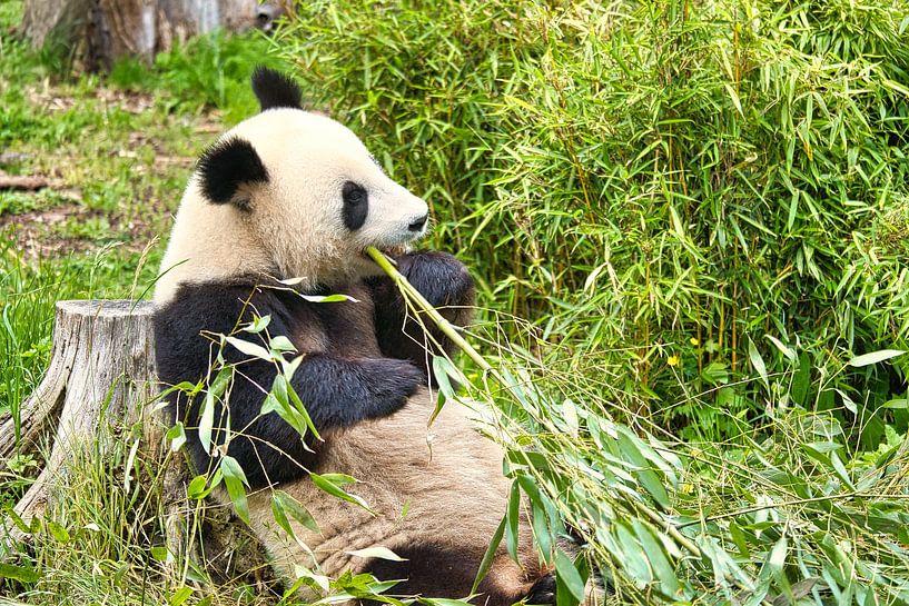 Reuzenpanda die bamboe eet. De bedreigde beer uit Azië met zwarte van Martin Köbsch