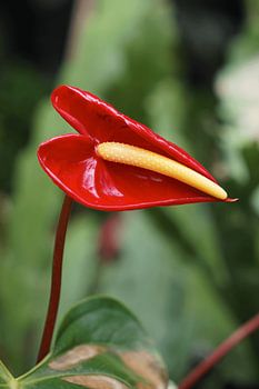 Flamingo-Blume (Anthurium andraeanum)