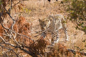 Leopard (1) von Mayra Fotografie