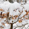 Autumn leaves on a snow-covered hedge by Michel Seelen
