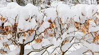 Herfstbladeren aan een met sneeuw bedekte heg van Michel Seelen thumbnail