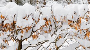 Feuilles d'automne sur une haie couverte de neige
