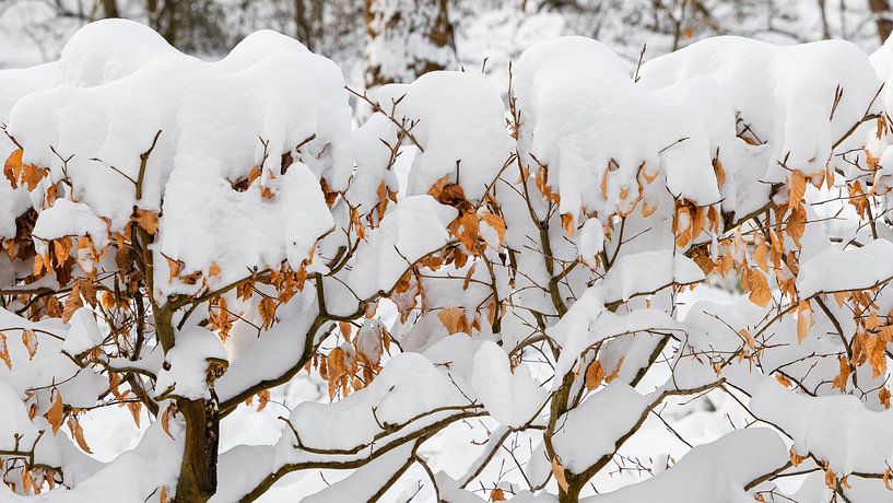 Herfstbladeren aan een met sneeuw bedekte heg van Michel Seelen