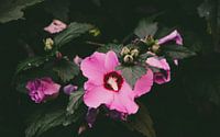 Bloemenmacro