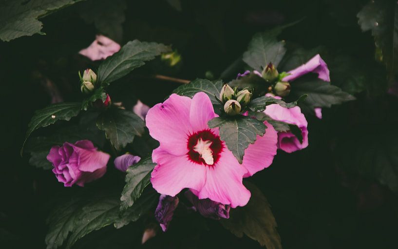 Bloemenmacro van Laurenz Heymann