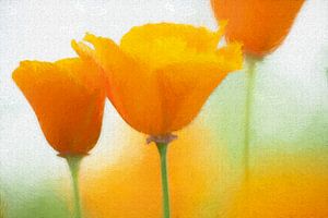 Klatschmohn (orange) von Francis Dost