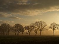 Morning light