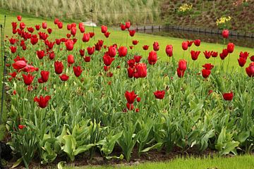 Bloemen in de keukenhof die mooi in bloei staan. van Jennifer Hendriks