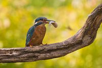 ijsvogel met visje