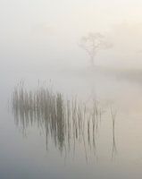 Matin calme dans le brouillard