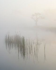 Ochtendstilte in de mist