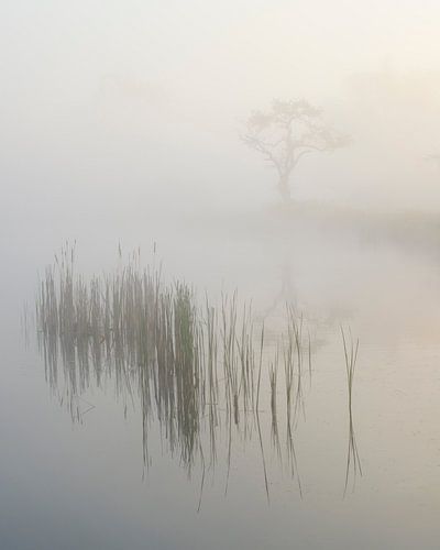 Ochtendstilte in de mist