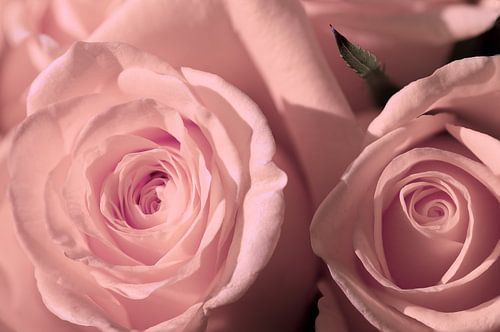 Zachtroze rozen close up