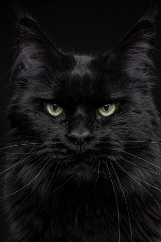 Nahaufnahme des Kopfes einer schwarzen Maine Coon Katze Schwarzer Panther