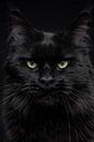 Nahaufnahme des Kopfes einer schwarzen Maine Coon Katze Schwarzer Panther von Nikki IJsendoorn Miniaturansicht