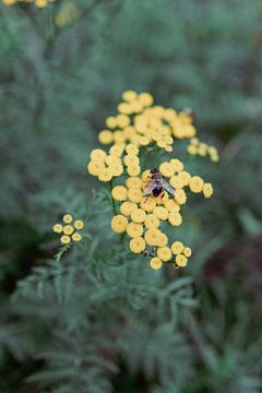 Blumen: Wiesenschaumkraut + parasitische Wespe von Raaf