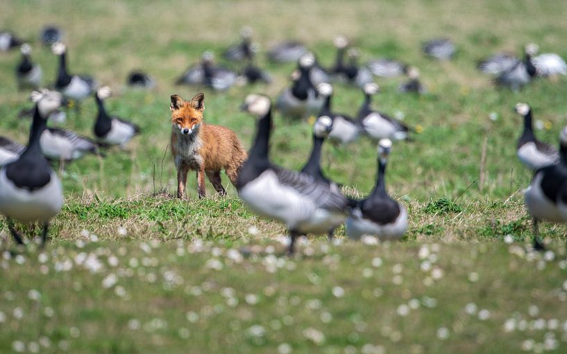 Fuchs von Andy van der Steen - Fotografie