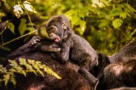 LP 71322142 Baby berggorilla met moeder in Bwindi van BeeldigBeeld Food & Lifestyle thumbnail