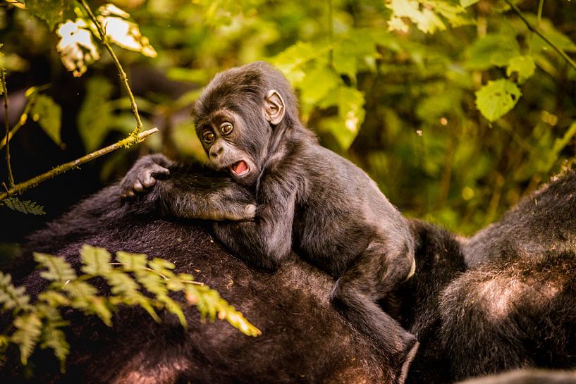 LP 71322142 Baby berggorilla met moeder in Bwindi van BeeldigBeeld Food & Lifestyle