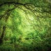 La belle lumière dans la forêt de chênes sur Henk Meeuwes