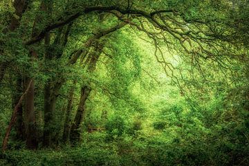 The beautiful light in the oak forest by Henk Meeuwes
