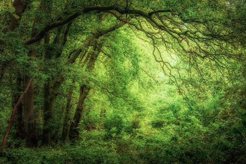 La belle lumière dans la forêt de chênes par Henk Meeuwes