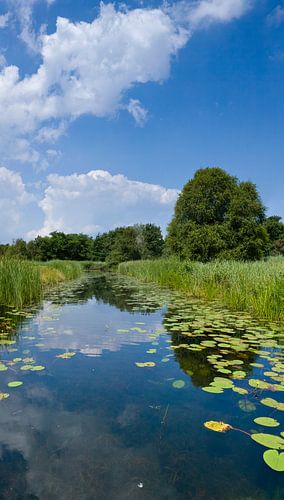 Standing panorama of the Naardermeer by Natuurmonumenten, Netherlands